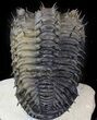 Top Quality Spiny Drotops Armatus Trilobite - #42257-3